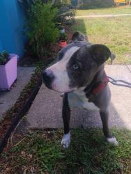 Found/Stray Male Dog last seen Rowan rd across from carlton arms apmts , New Port Richey, FL 34653