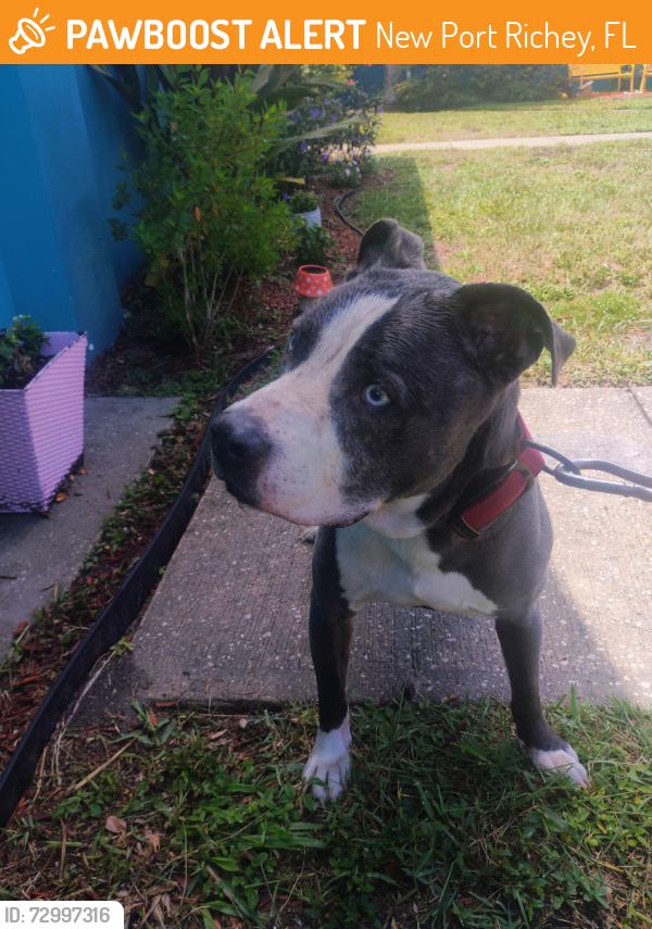Found/Stray Male Dog last seen Rowan rd across from carlton arms apmts , New Port Richey, FL 34653