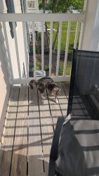 Lost Female Cat last seen Stapleton Dr , New Albany, OH 43054