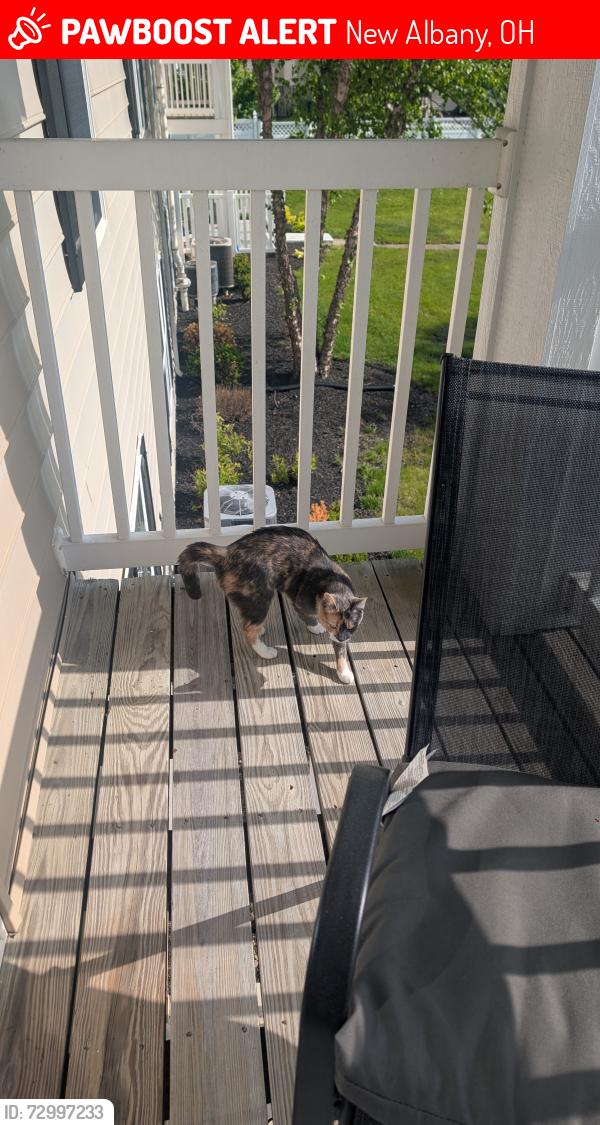 Lost Female Cat last seen Stapleton Dr , New Albany, OH 43054