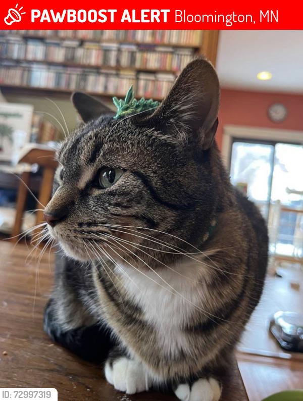 Lost Female Cat last seen Morris and Little Road near Poplar Bridge Elementary, Bloomington, MN 55437