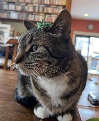 Lost Female Cat last seen Morris and Little Road near Poplar Bridge Elementary, Bloomington, MN 55437