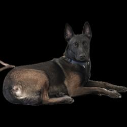 Reunited Male Dog last seen Summerly (Tarragon Street), Wildomar, CA 92595