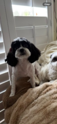Reunited Male Dog last seen Broad River Rd & John Eleazer Rd , Richland County, SC 29075