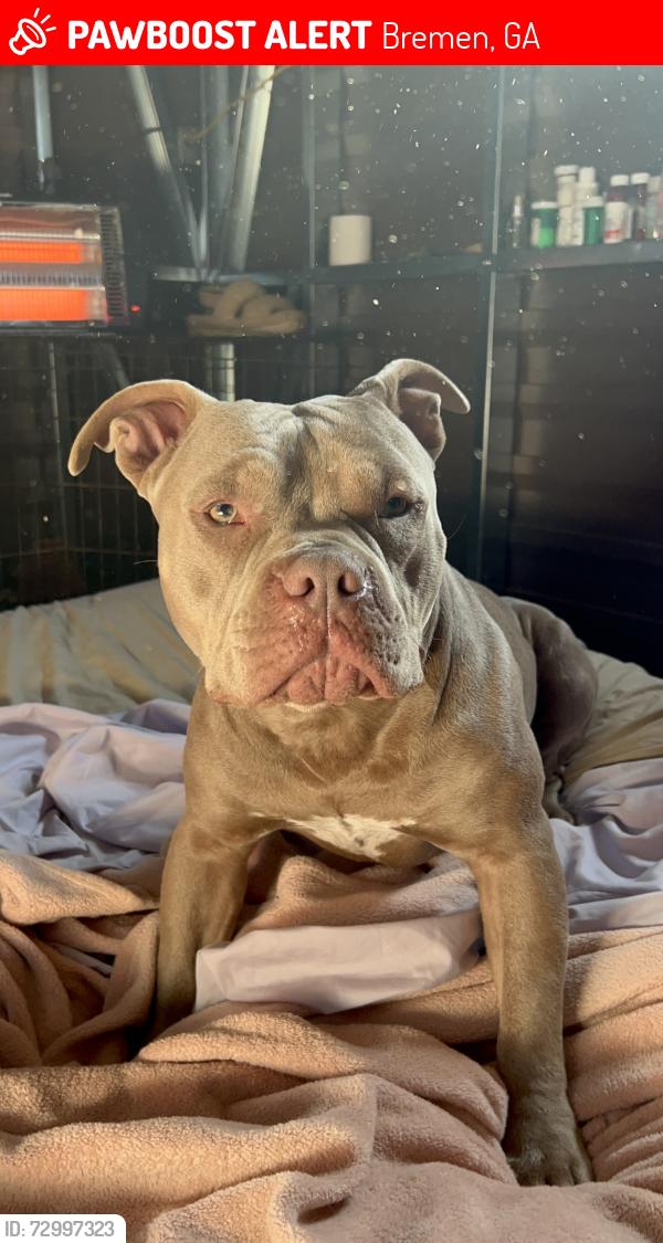 Lost Male Dog last seen Near Atlantic ave Bremen ga, Bremen, GA 30110