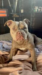 Lost Male Dog last seen Near Atlantic ave Bremen ga, Bremen, GA 30110