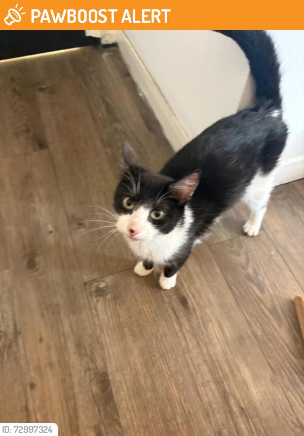 Found/Stray Female Cat last seen Pollock Roundabout, Glasgow City, Scotland G53 5AG