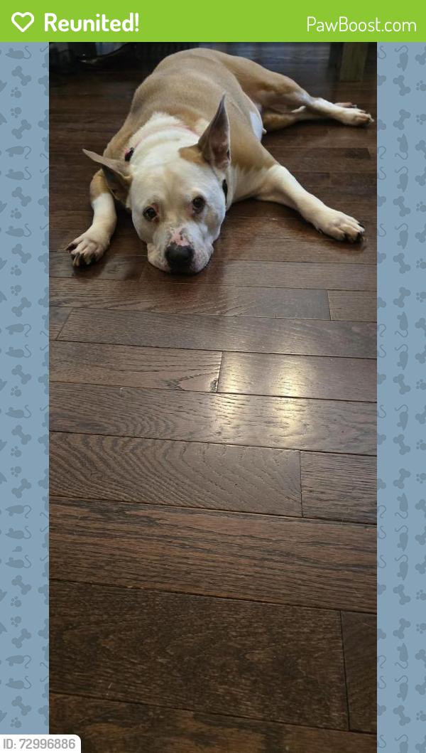 Reunited Female Dog last seen Waverly Woods, Ellicott City, MD 21163