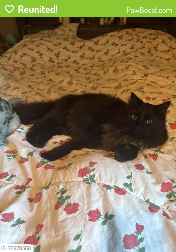 Reunited Male Cat last seen 5th & 6th St North & 5th Avenue North, Great Falls, MT 59401