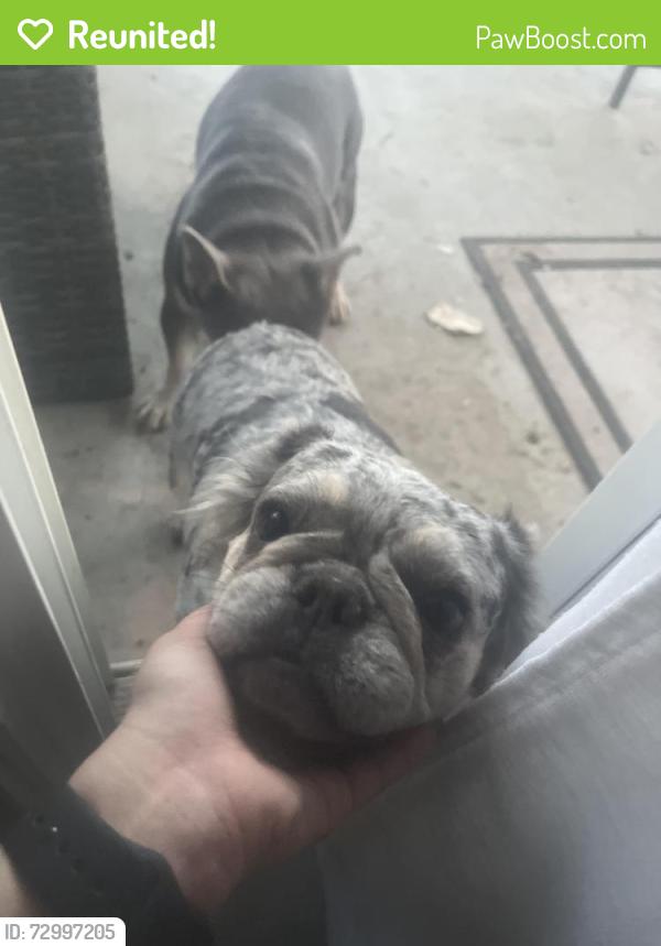 Reunited Female Dog last seen Near corderro lane, Menifee, CA 92584