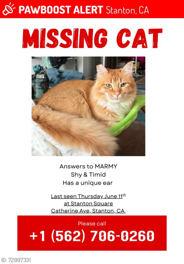 Lost Female Cat last seen Beach and Lampson, Stanton, CA 90680