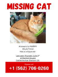 Lost Female Cat last seen Beach and Lampson, Stanton, CA 90680