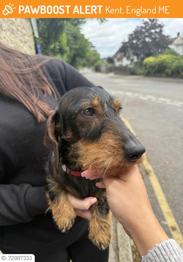 Found/Stray Female Dog last seen At Augustine’s academy , Kent, England ME16