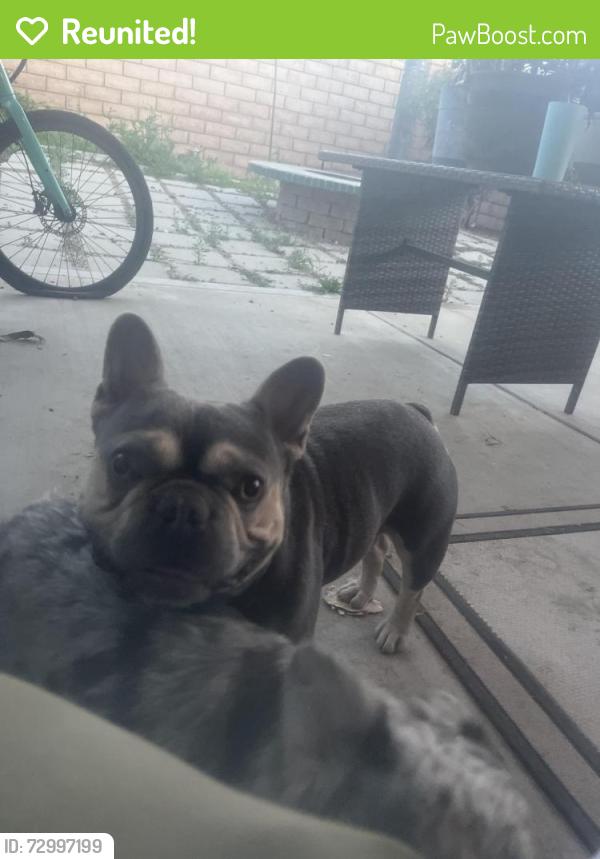 Reunited Male Dog last seen Near Corderro Lane , Menifee, CA 92584