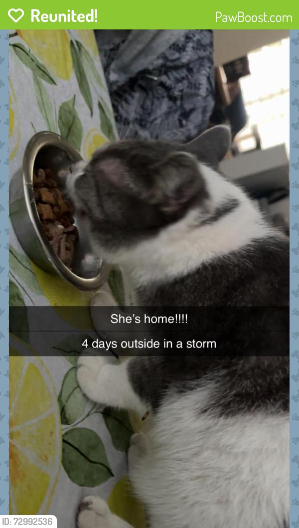 Reunited Female Cat last seen Queens Avenue, 26th Street, Meadows area, Brandon, MB R7B