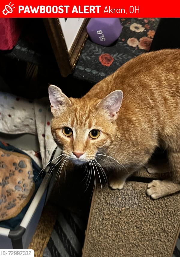 Lost Male Cat last seen Lexington Ave and E. Cuyahoga falls Ave , Akron, OH 44310