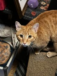 Lost Male Cat last seen Lexington Ave and E. Cuyahoga falls Ave , Akron, OH 44310