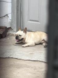 Found/Stray Male Dog last seen austin elementary, San Angelo, TX 76901