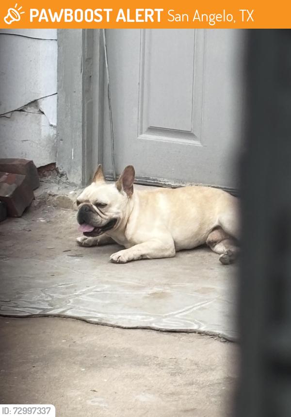 Found/Stray Male Dog last seen austin elementary, San Angelo, TX 76901