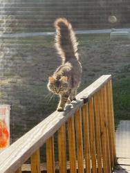 Found/Stray Female Cat last seen Neighborhood, Randolph County, NC 27370