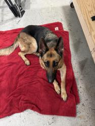 Found/Stray Female Dog last seen NW 48th Ave, Plantation, FL 33317