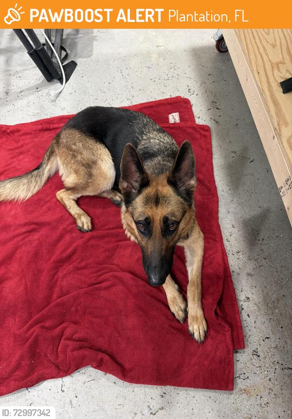 Found/Stray Female Dog last seen NW 48th Ave, Plantation, FL 33317