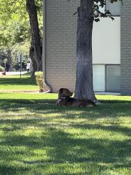 Found/Stray Female Dog last seen Germania Ave and Murray blvd, Murray, UT 84123