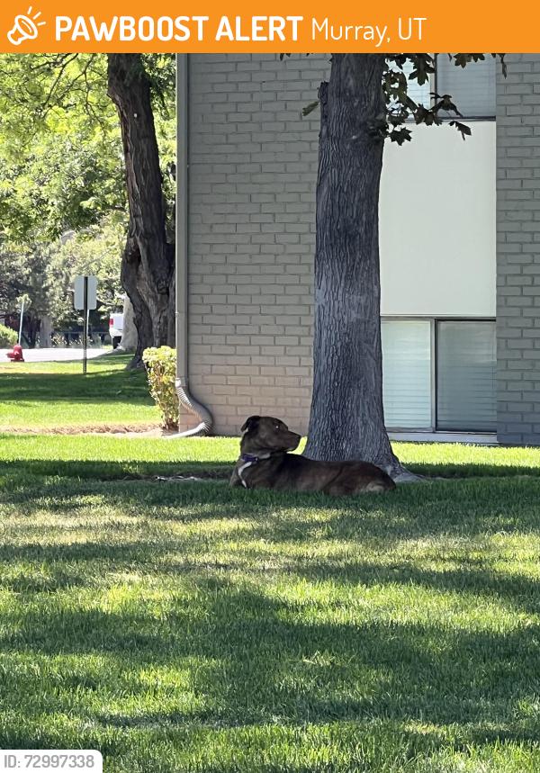 Found/Stray Female Dog last seen Germania Ave and Murray blvd, Murray, UT 84123
