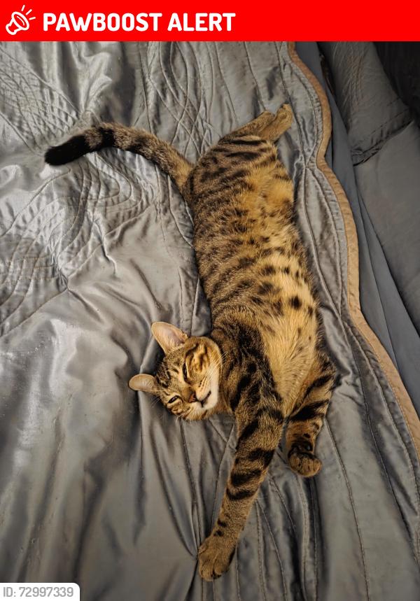 Lost Male Cat last seen Edenhurst daphne, Mississauga, ON L5A 2K9