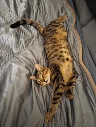 Lost Male Cat last seen Edenhurst daphne, Mississauga, ON L5A 2K9