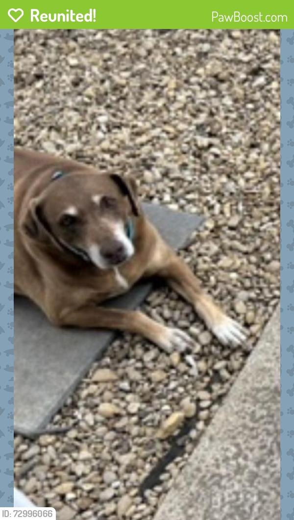Reunited Female Dog last seen Stone Dr , Fort Worth, TX 76028