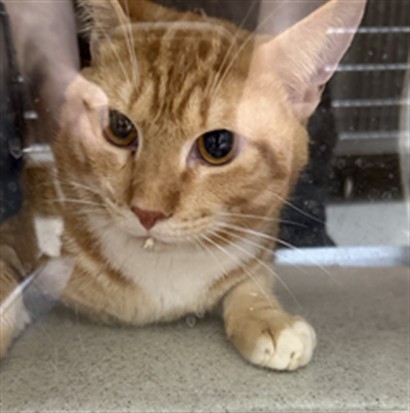 Shelter Stray Male Cat last seen , 232 Eslinger Way, Sanford, FL 32773, USA