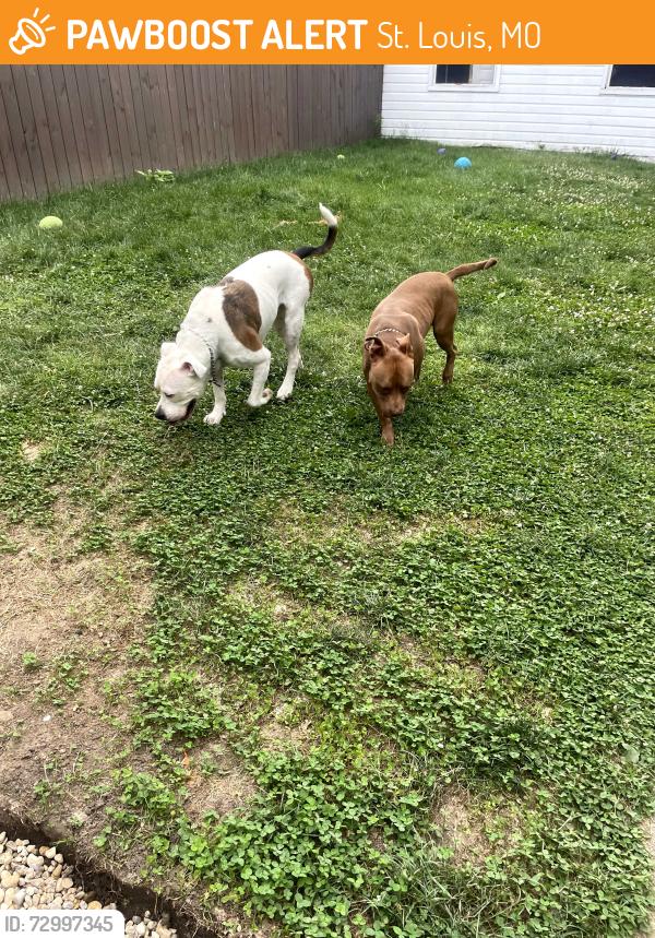 Found/Stray Male Dog last seen Sidney and Arkansas (alley between Tennessee and arkansas) , St. Louis, MO 63104