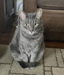 Lost Male Cat last seen Woodcrest and Crane, Royal Oak, MI 48067