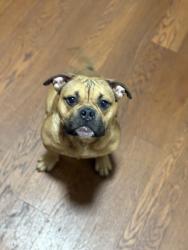 Lost Female Dog last seen Long and Taylor , Columbus, OH 43203