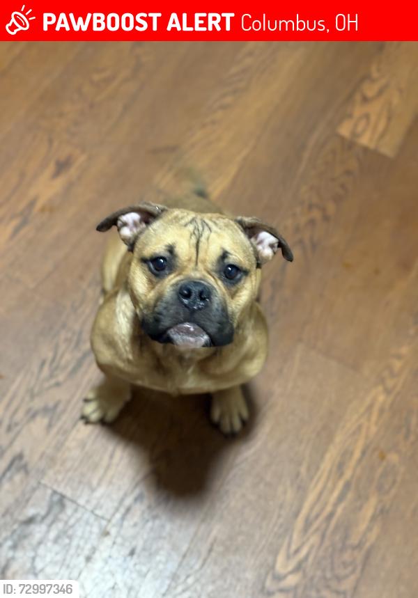 Lost Female Dog last seen Long and Taylor , Columbus, OH 43203