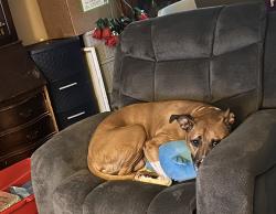 Lost Female Dog last seen London Groveport Rd and Alum Creek, Columbus, OH 43217