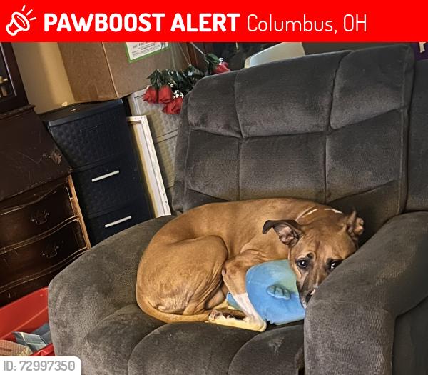Lost Female Dog last seen London Groveport Rd and Alum Creek, Columbus, OH 43217