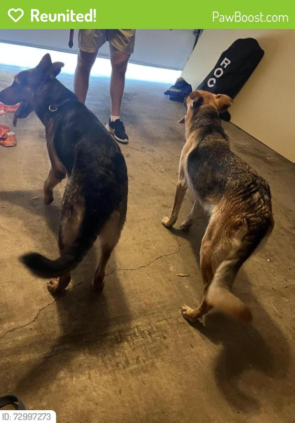 Reunited Unknown Dog last seen Just off rosemeade and Josey , Carrollton, TX 75007