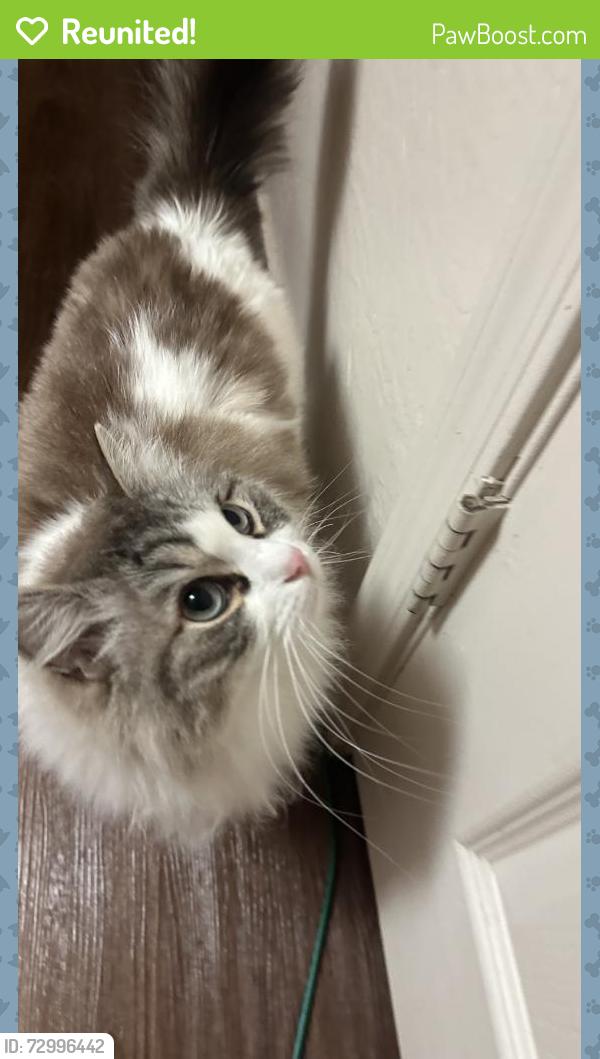 Reunited Female Cat last seen Near E Pine Knoll Dr, Flagstaff, AZ 86001, USA, Flagstaff, AZ 86001
