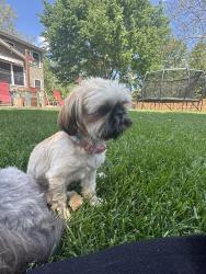 Lost Female Dog last seen Near Warrenville rd, Downers Grove, IL 60515
