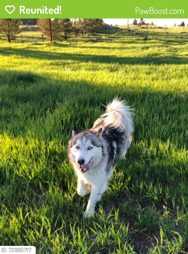Reunited Female Dog last seen  Going south from Crest View ests toward Pinery, The Pinery, CO 80134