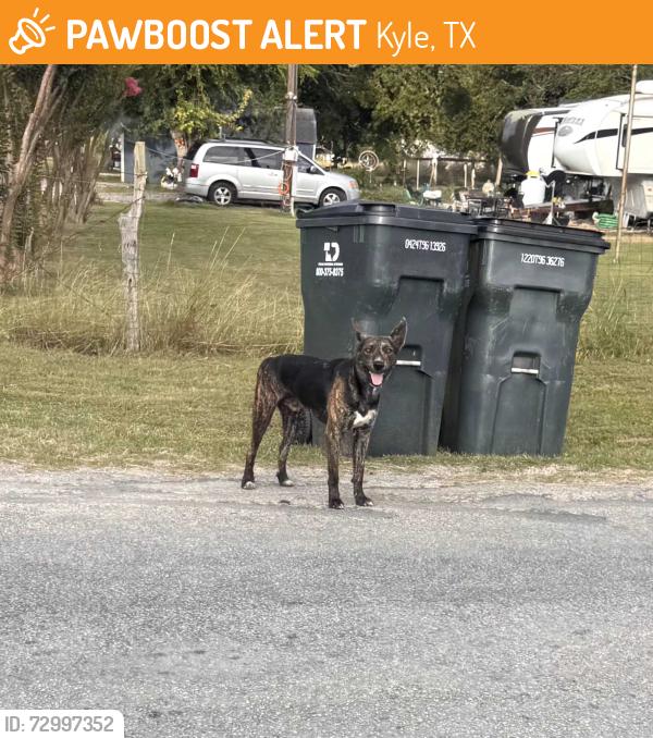 Found/Stray Unknown Dog last seen Palomino Rd, Kyle, TX 78640