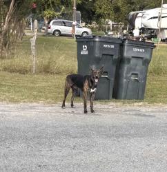 Found/Stray Unknown Dog last seen Palomino Rd, Kyle, TX 78640