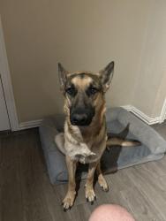 Lost Male Dog last seen Branford park cedar hill tx, Dallas, TX 75249