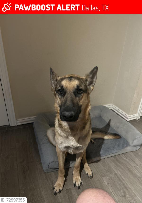 Lost Male Dog last seen Branford park cedar hill tx, Dallas, TX 75249