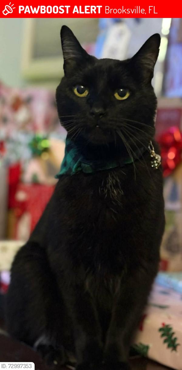 Lost Male Cat last seen Rialto & Montclair, Brooksville, FL 34613