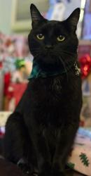 Lost Male Cat last seen Rialto & Montclair, Brooksville, FL 34613
