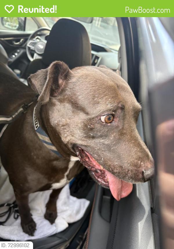 Reunited Male Dog last seen Near Acworth Ave, San Diego, CA 92111, USA, San Diego, CA 92111
