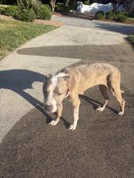 Found/Stray Female Dog last seen Waycross dr, Greensboro, NC 27410